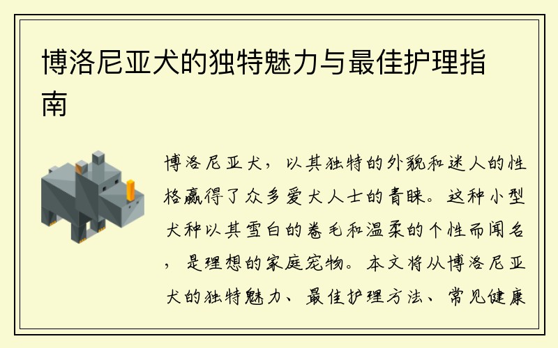 博洛尼亚犬的独特魅力与最佳护理指南